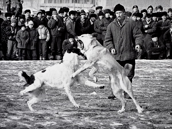 Собачьи бои проводят в дни празднования Навруза как в сельской местности, так и в крупных городах. Эти кадры сняты в Ташкенте. На зрелище присутствуют от мала до велика, но женщины сюда не допускаются.